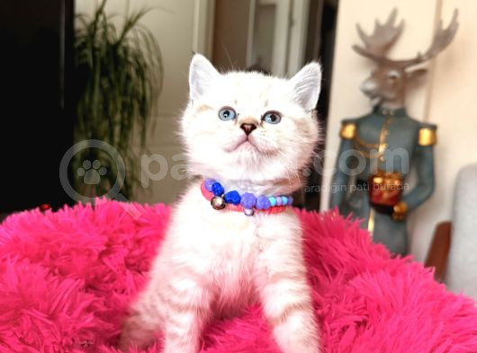Top Kafa Ayıcık Surat British Shorthair Yavrular
