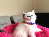Top Kafa Ayıcık Surat British Shorthair Yavrular