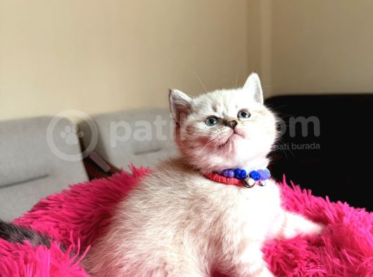 Top Kafa Ayıcık Surat British Shorthair Yavrular görsel