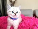 Top Kafa Ayıcık Surat British Shorthair Yavrular