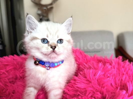 Top Kafa Ayıcık Surat British Shorthair Yavrular görsel