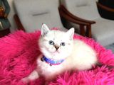 Top Kafa Ayıcık Surat British Shorthair Yavrular