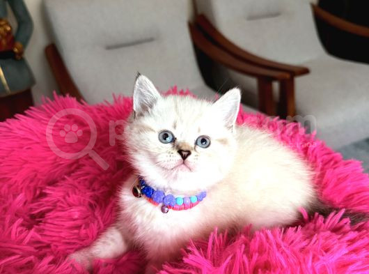 Top Kafa Ayıcık Surat British Shorthair Yavrular görsel