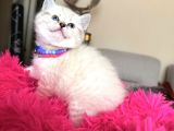 Top Kafa Ayıcık Surat British Shorthair Yavrular