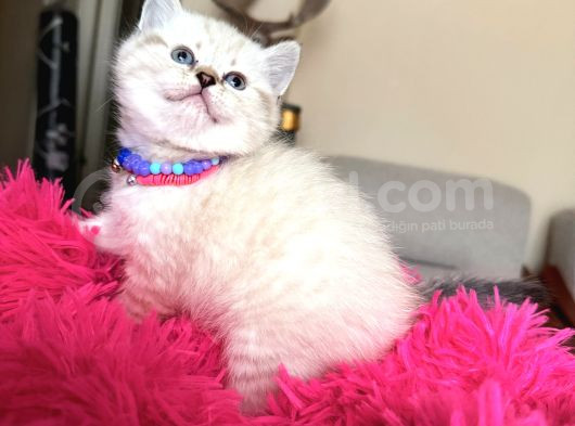 Top Kafa Ayıcık Surat British Shorthair Yavrular görsel