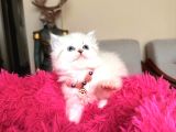 British Longhair Dişi Erkek Yavrular