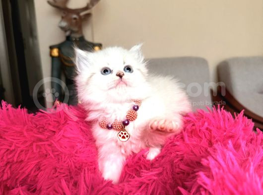 British Longhair Dişi Erkek Yavrular görsel
