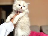 British Longhair Dişi Erkek Yavrular