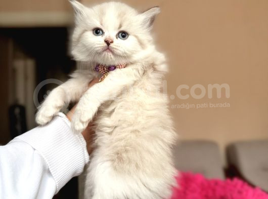 British Longhair Dişi Erkek Yavrular görsel
