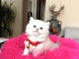 British Longhair Dişi Erkek Yavrular