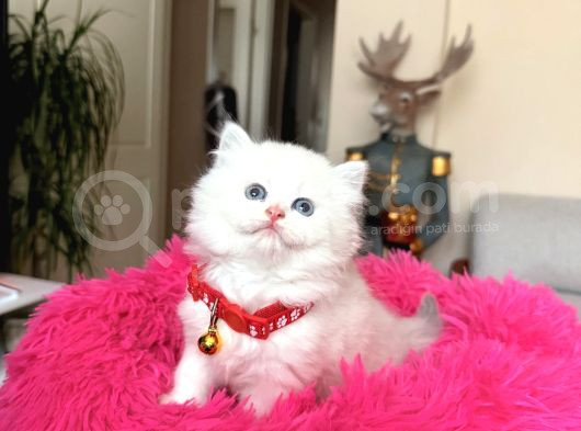 British Longhair Dişi Erkek Yavrular görsel