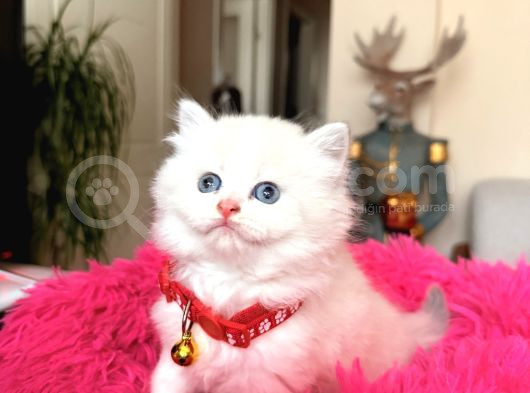 British Longhair Dişi Erkek Yavrular