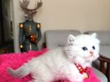 British Longhair Dişi Erkek Yavrular