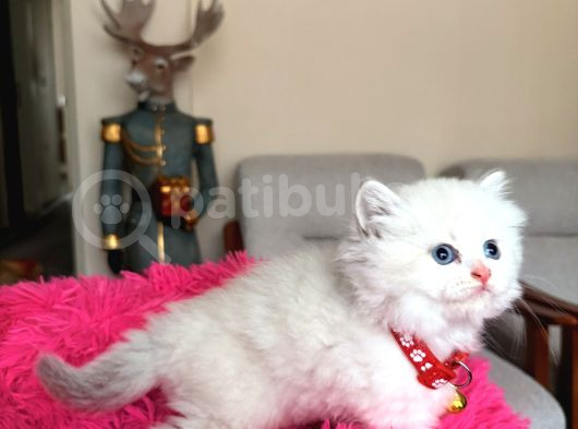 British Longhair Dişi Erkek Yavrular görsel