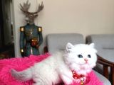 British Longhair Dişi Erkek Yavrular