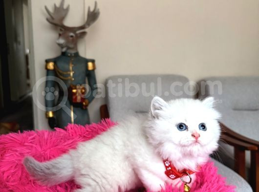 British Longhair Dişi Erkek Yavrular görsel