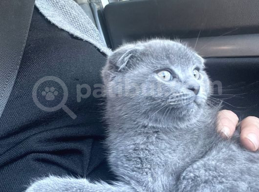 2 Aylık Erkek Scotish Fold görsel