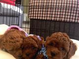 Orji̇nal Irk Toy Poodle Yavrular