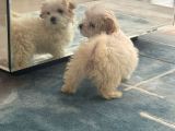 2 Aylık Çok Sakin ve Sevecen Maltipoo Yavrumuz