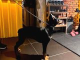 Estetikli Full Aşılı Microchipli Ve Eğitimli Erkek Doberman