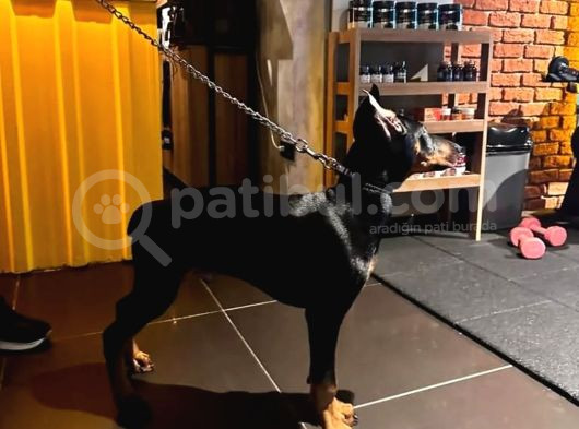 Estetikli Full Aşılı Microchipli Ve Eğitimli Erkek Doberman görsel