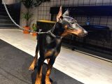 Estetikli Full aşılı microchipli ve eğitimli erkek doberman