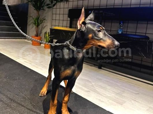 Estetikli Full Aşılı Microchipli Ve Eğitimli Erkek Doberman