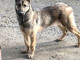 8 Aylık Dişi  Belçika Kurdu