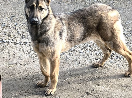 8 Aylık Dişi  Belçika Kurdu görsel