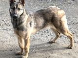 8 aylık dişi  Belçika kurdu