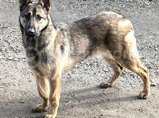 8 Aylık Dişi  Belçika Kurdu