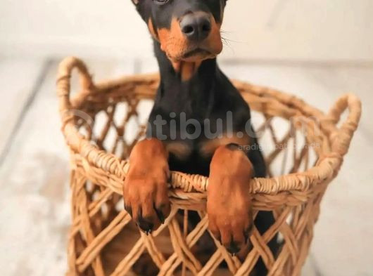 Estetikli Üst Kalite Uyguna Doberman Lar görsel