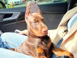 Estetikli üst kalite uyguna doberman lar