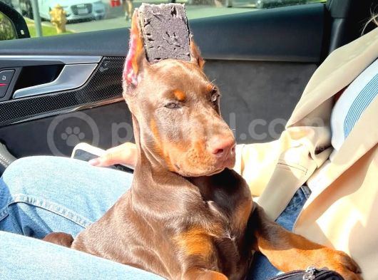 Estetikli Üst Kalite Uyguna Doberman Lar