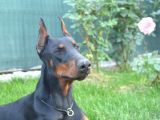 Safkan Dobermann Yavrular