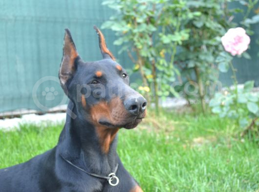 Safkan Dobermann Yavrular görsel