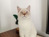 7 Aylık Erkek British Shorthair Aile Arıyoruz