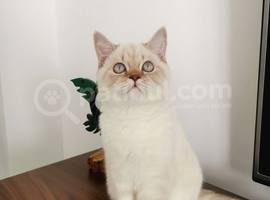 7 Aylık Erkek British Shorthair Aile Arıyoruz görsel