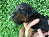 SAFKAN DOBERMANN YAVRULAR