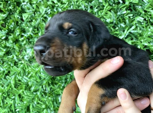 Safkan Dobermann Yavrular