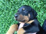 Safkan Dobermann Yavrular