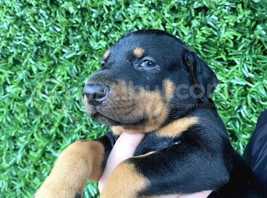 Safkan Dobermann Yavrular görsel