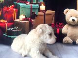 Original Kore Beyaz Maltipoo Yavruları