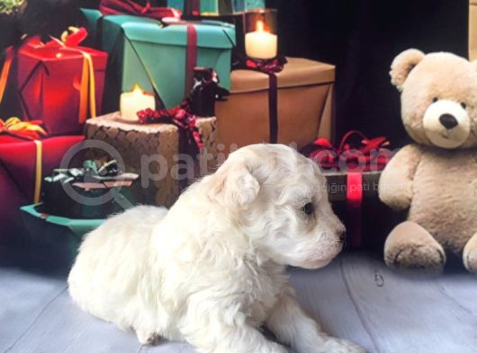 Original Kore Beyaz Maltipoo Yavruları görsel