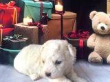 Original Kore Beyaz Maltipoo Yavruları