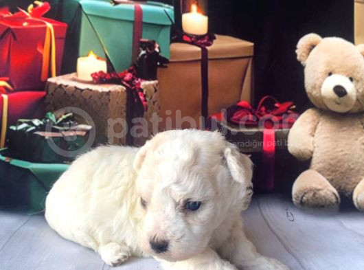 Original Kore Beyaz Maltipoo Yavruları görsel