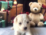 Original Kore Beyaz Maltipoo Yavruları