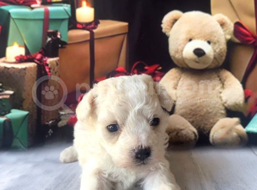 Original Kore Beyaz Maltipoo Yavruları görsel