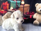 Original kore beyaz maltipoo yavruları