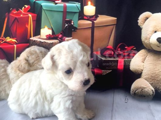 Original kore beyaz maltipoo yavruları